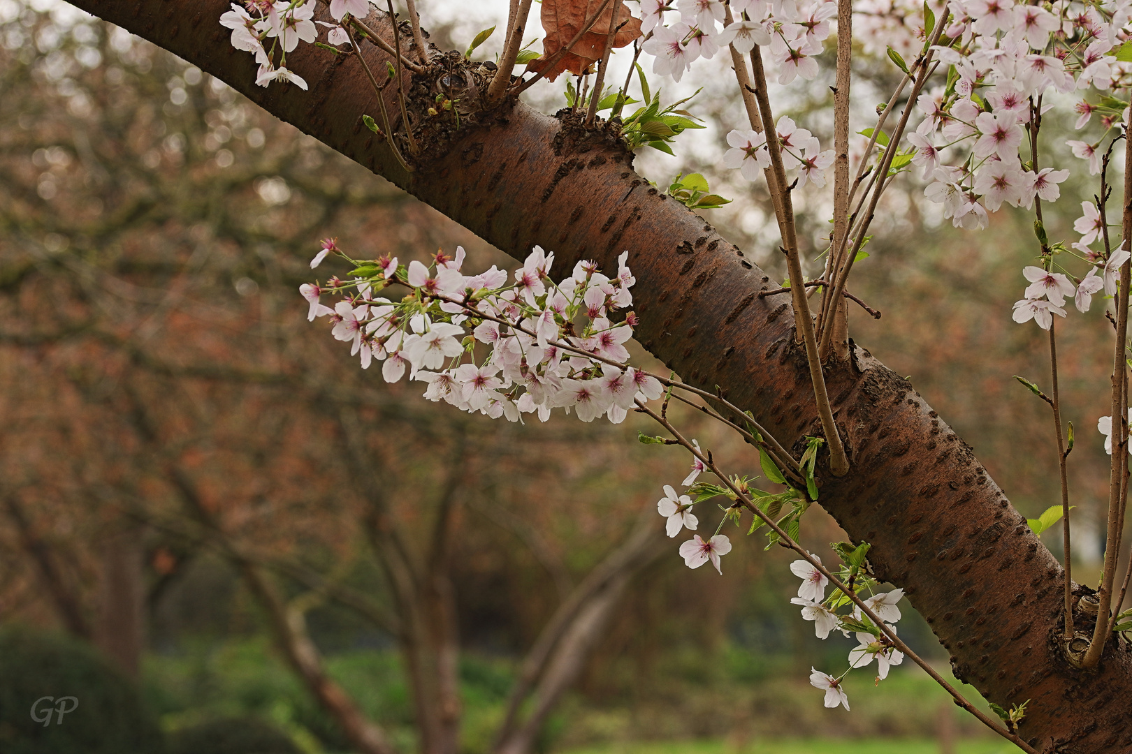 Frühlingsblüten II