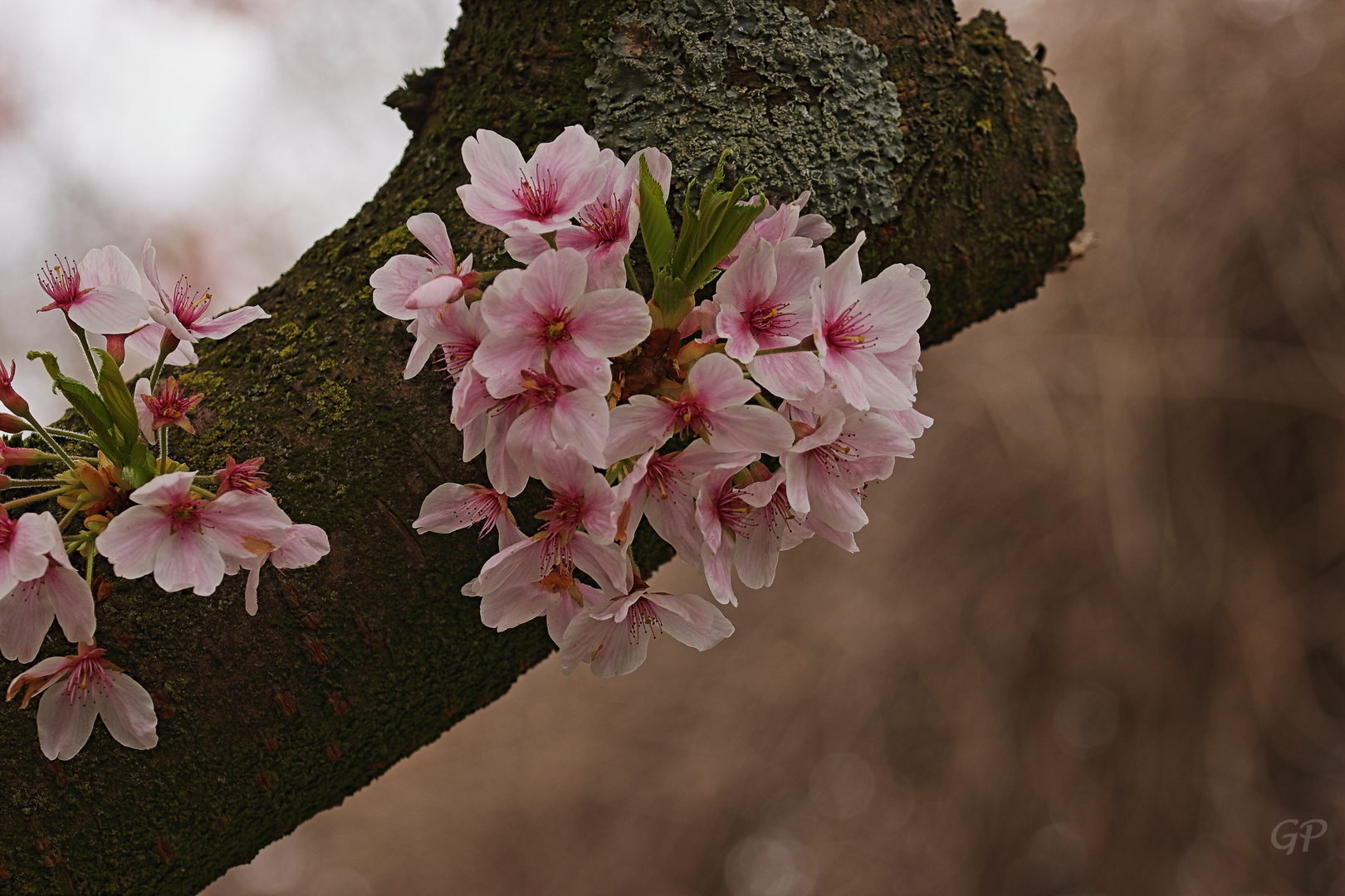 Frühlingsblüten III