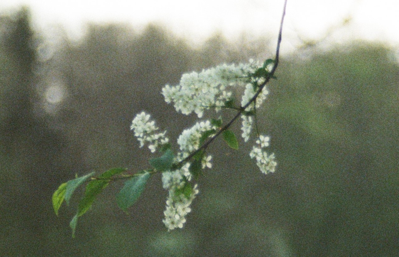 Frühlingsblüten im Abendlicht