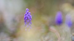 Frühlingsblüten im Garten ...