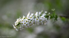Frühlingsblüten im Garten ...