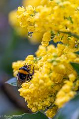 Frühlingsblüten im Garten ...
