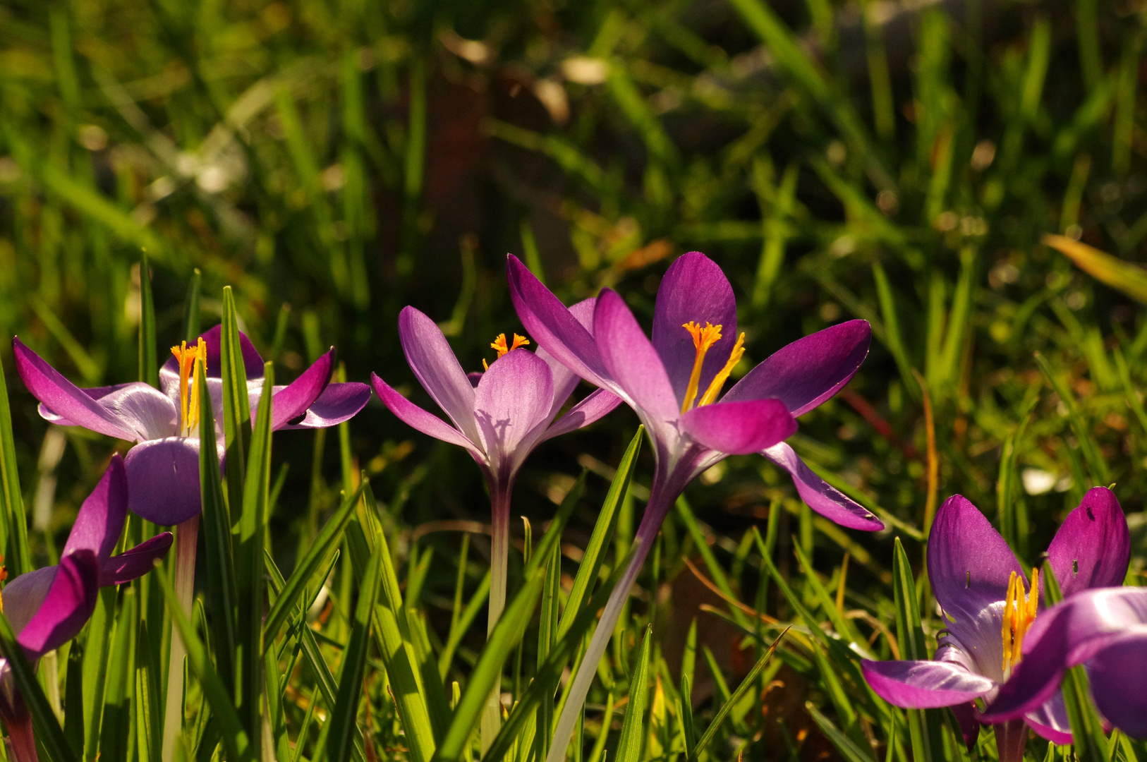 Frühlingsblüten im Gegenlicht