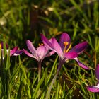 Frühlingsblüten im Gegenlicht