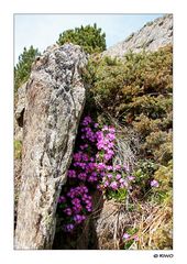 Frühlingsblüten im Ötztal........