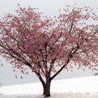 Frühlingsblüten im Schnee