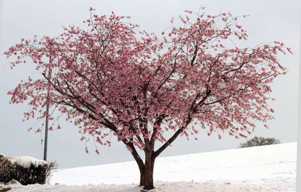 Frühlingsblüten im Schnee
