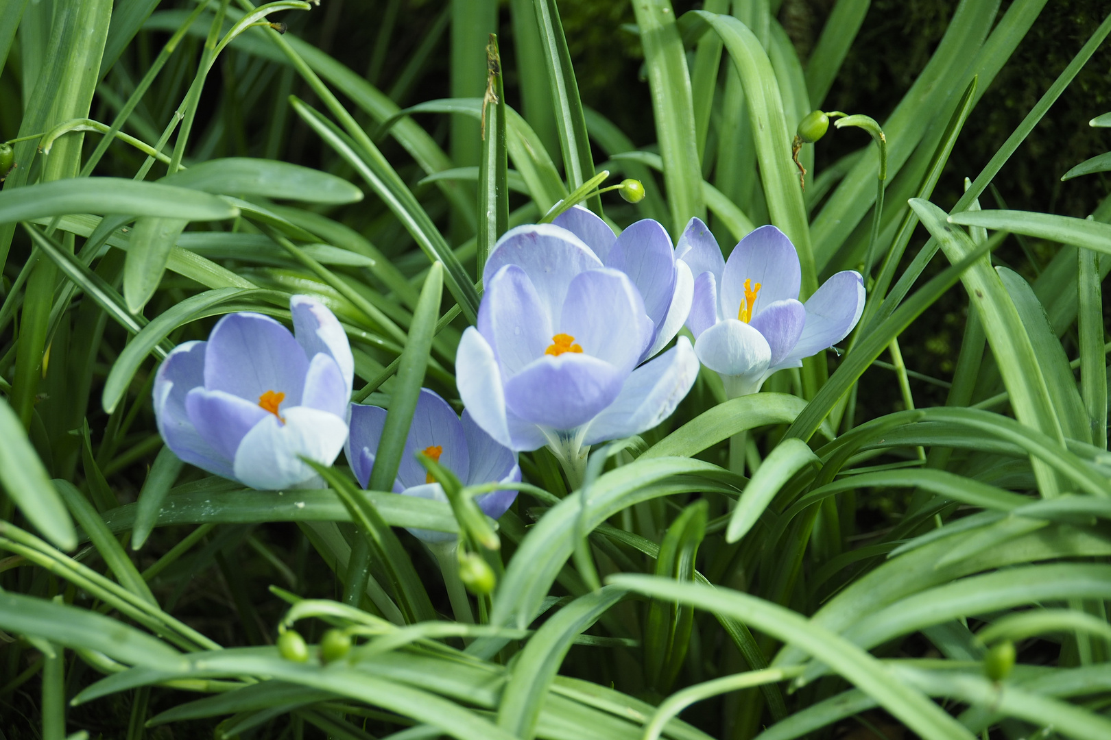 "Frühlingsblüten" im Vorgarten 19.3.24 3190048