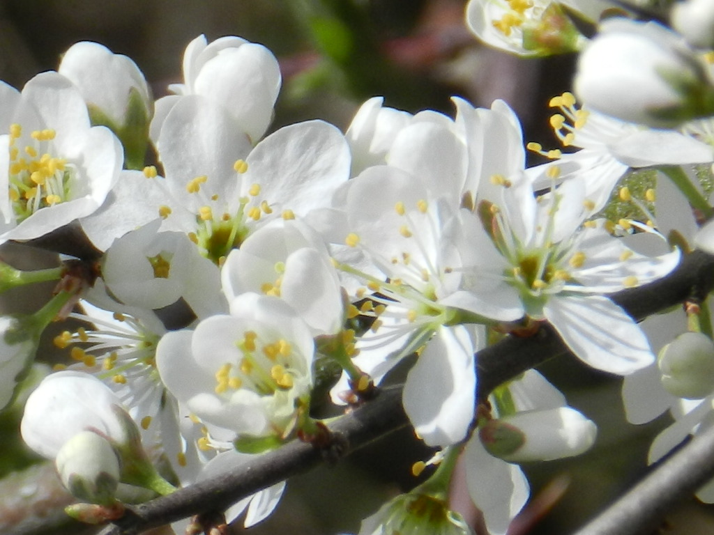 Frühlingsblüten in der Sonne