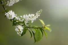 frühlingsblüten klein