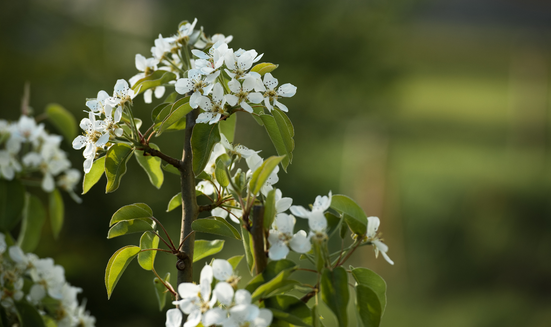 Frühlingsblüten mit Schneckenhaus