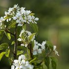 Frühlingsblüten mit Schneckenhaus