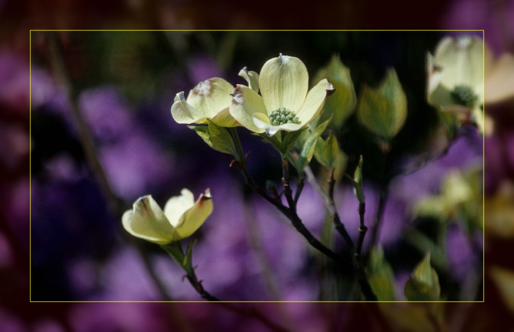 Frühlingsblüten, schon leicht lädiert