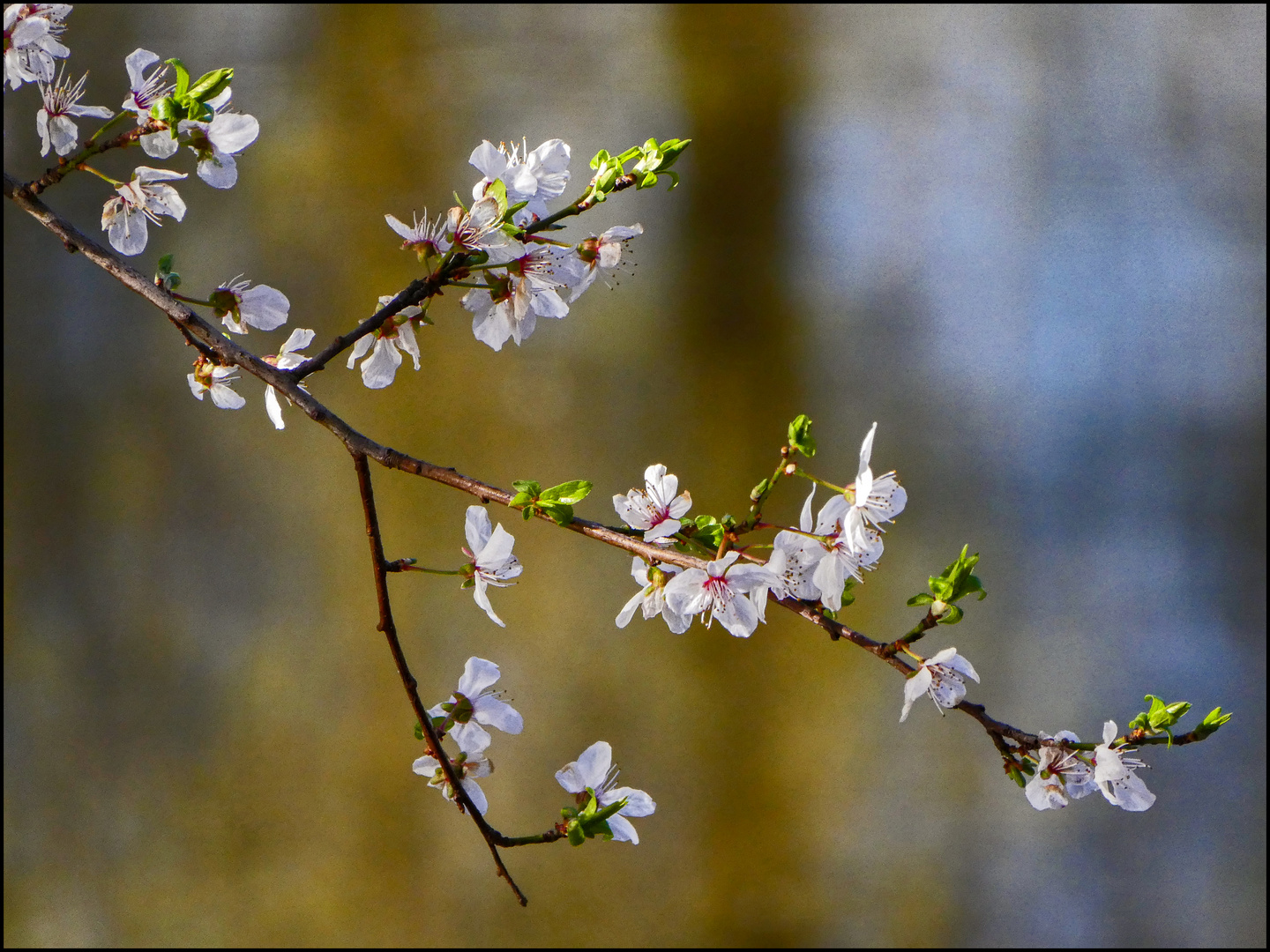 FRÜHLINGSBLÜTEN ÜBERALL....