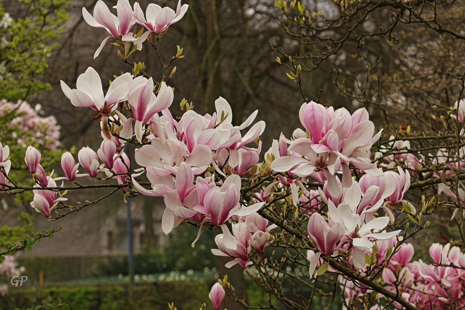 Frühlingsblüten V