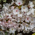 FRÜHLINGSBLÜTEN WACHSEN AM BAUMSTAMM