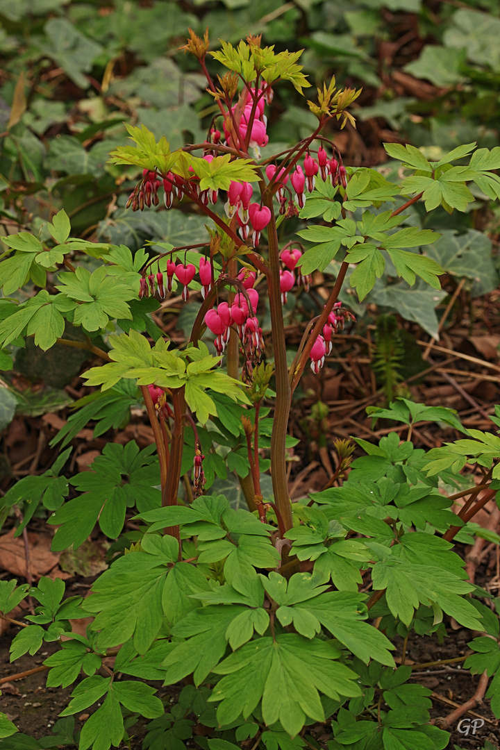 Frühlingsblüten X