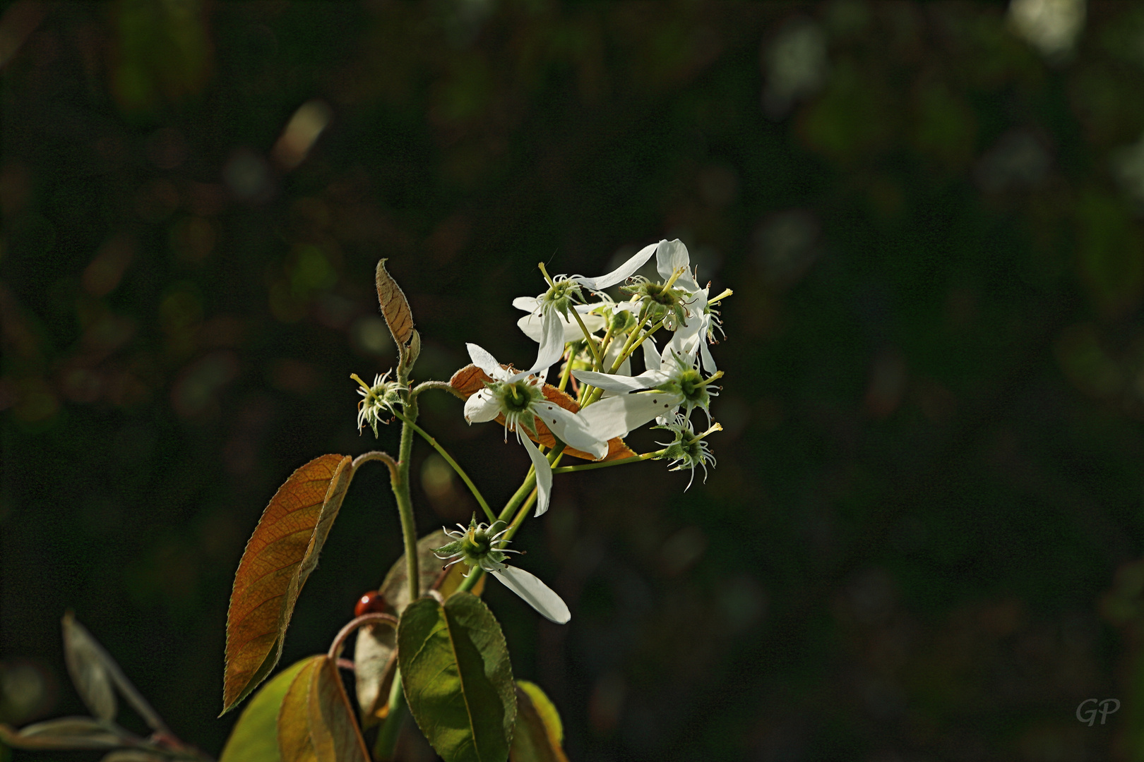 Frühlingsblüten XV