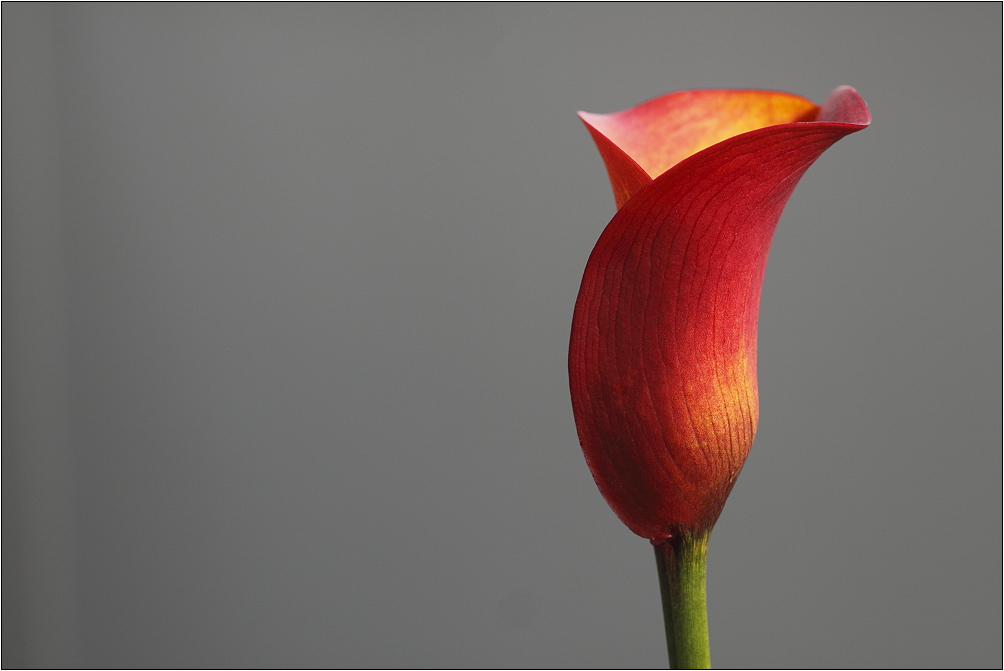 Frühlingsblüten Zantedeschia