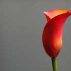 Frühlingsblüten Zantedeschia