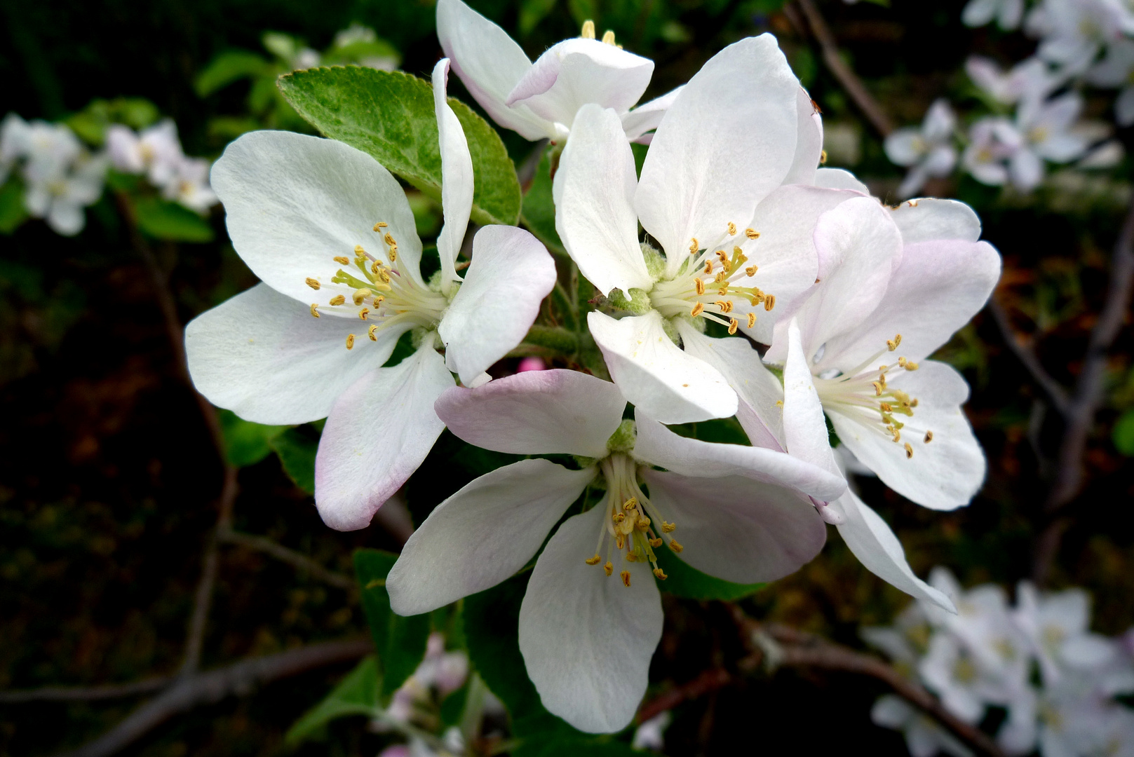 Frühlingsblüten zu Ostern