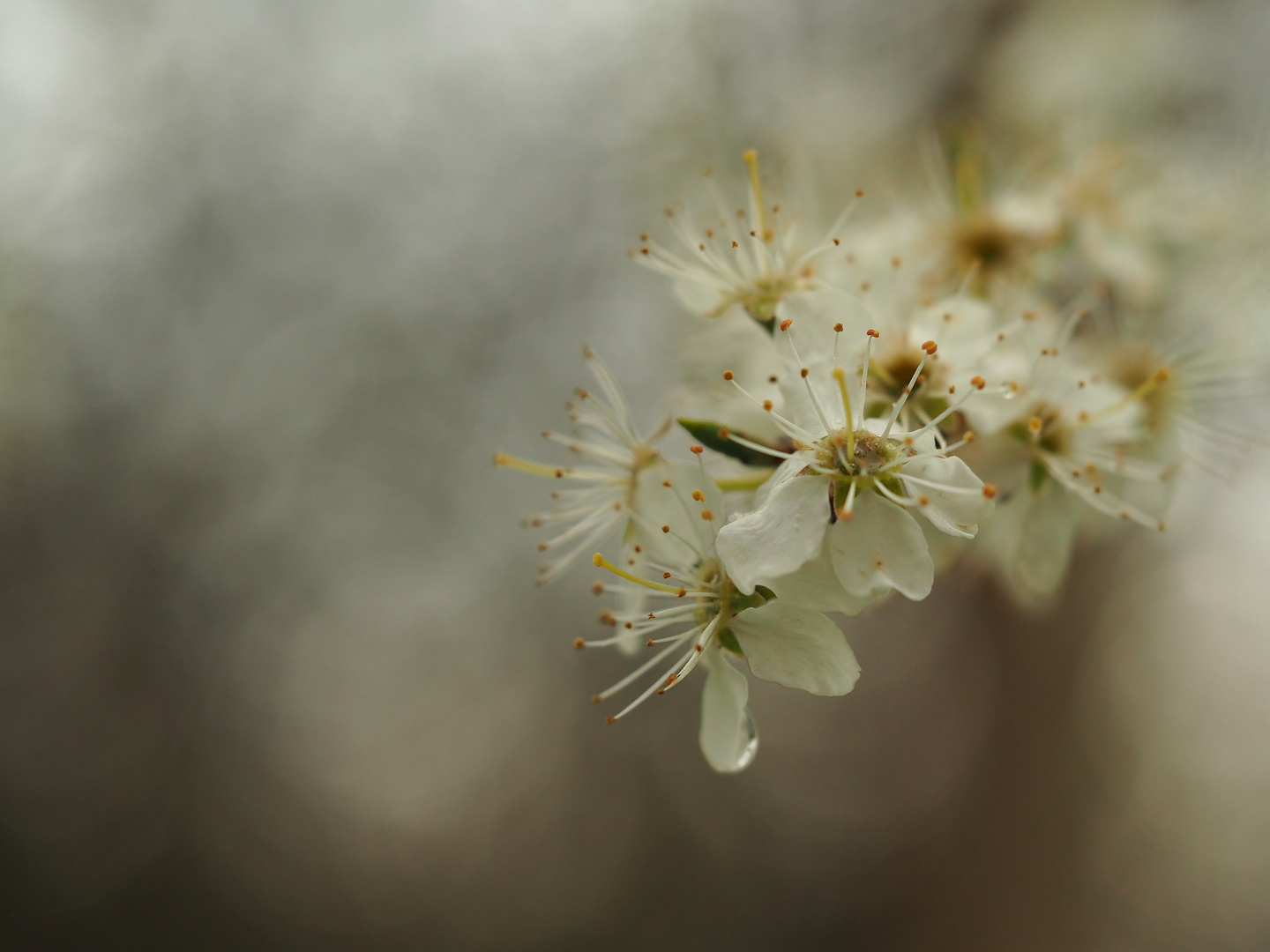 "Frühlings.Blüten.Wolken."