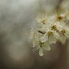 "Frühlings.Blüten.Wolken."