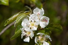 Frühlingsblütern