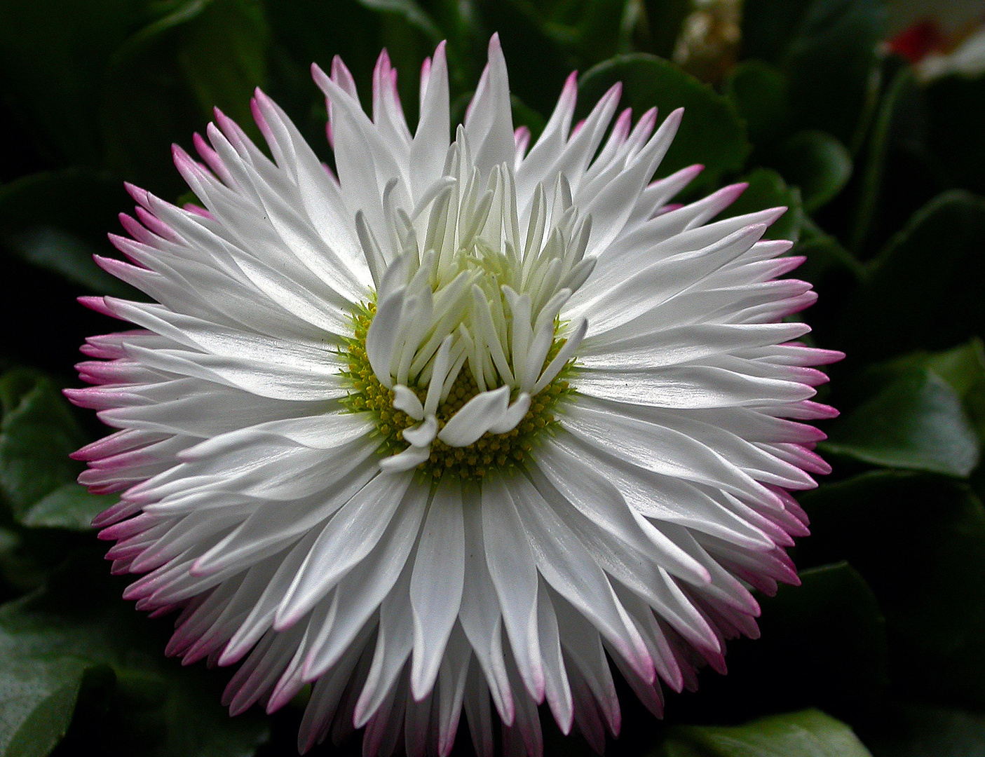 Frühlingsblume