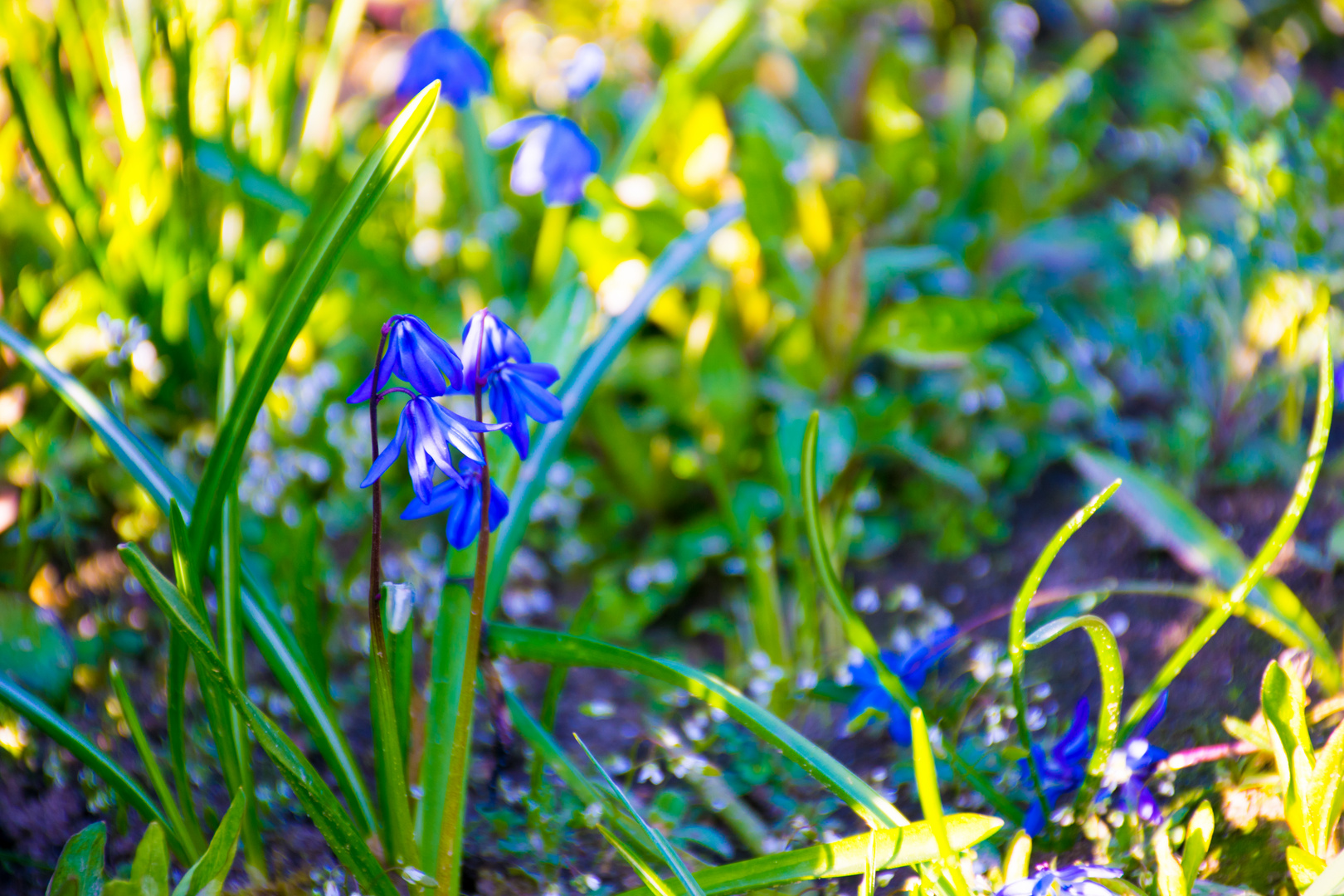 Frühlingsblume