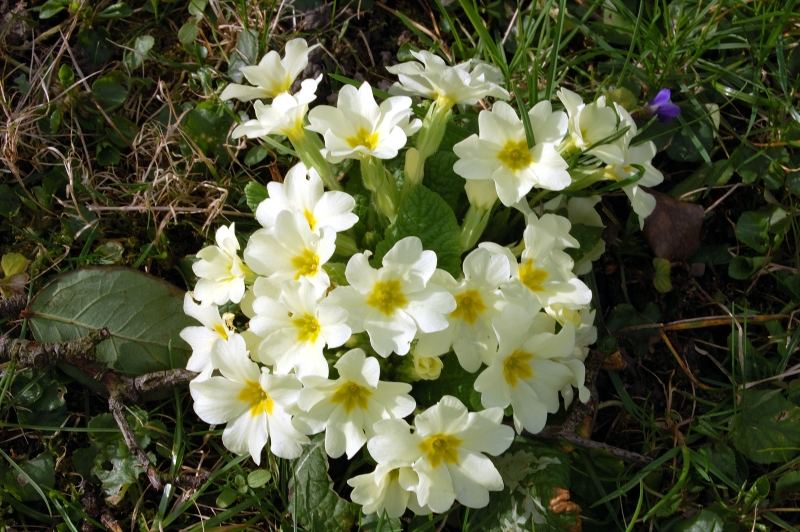 Frühlingsblume