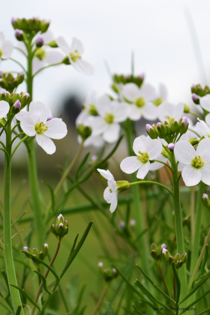 Frühlingsblume