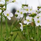 Frühlingsblume