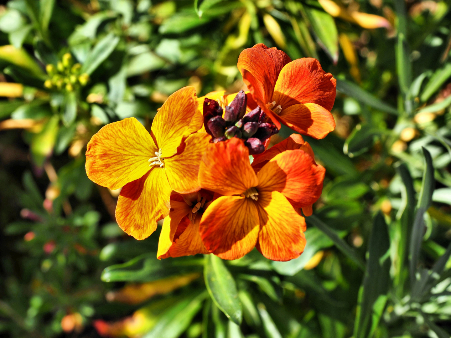 Frühlingsblume