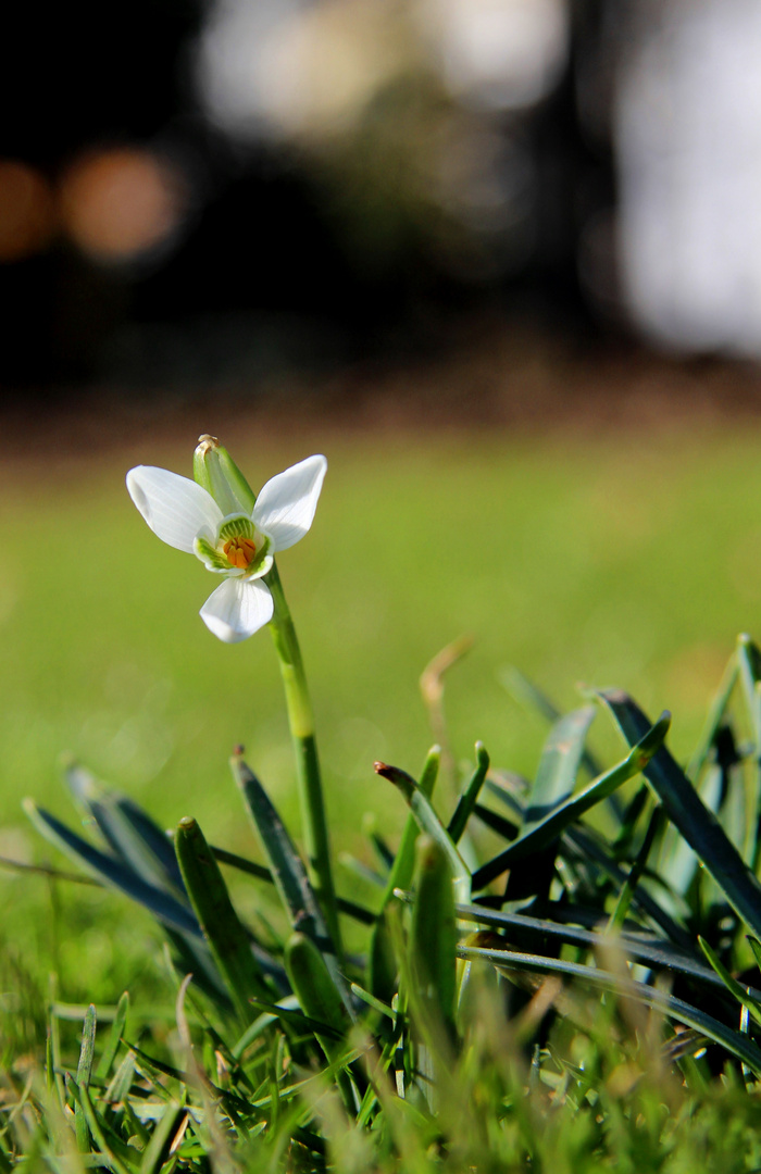 Frühlingsblume