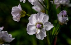 Frühlingsblume