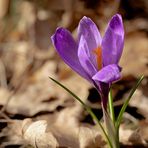 Frühlingsblume