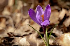 Frühlingsblume