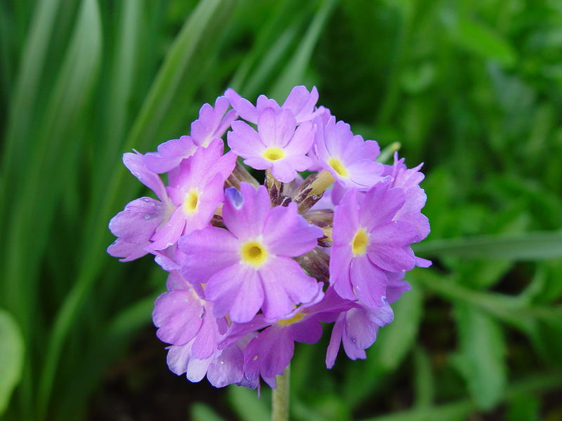 Frühlingsblume