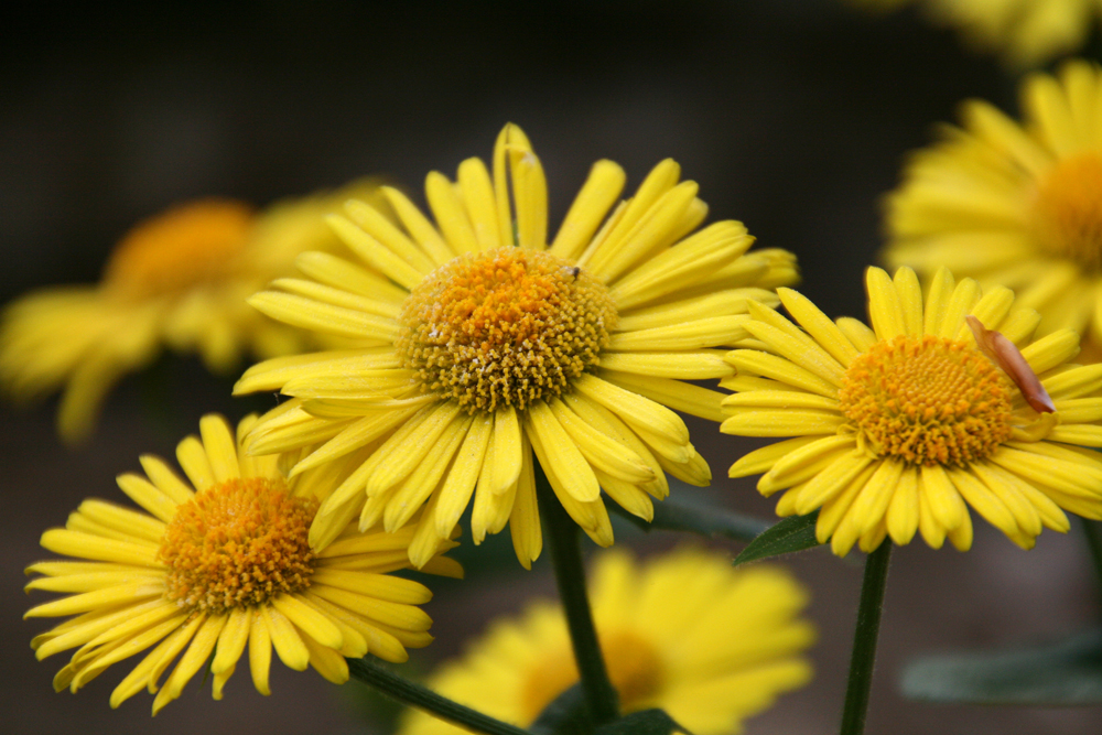 Frühlingsblume