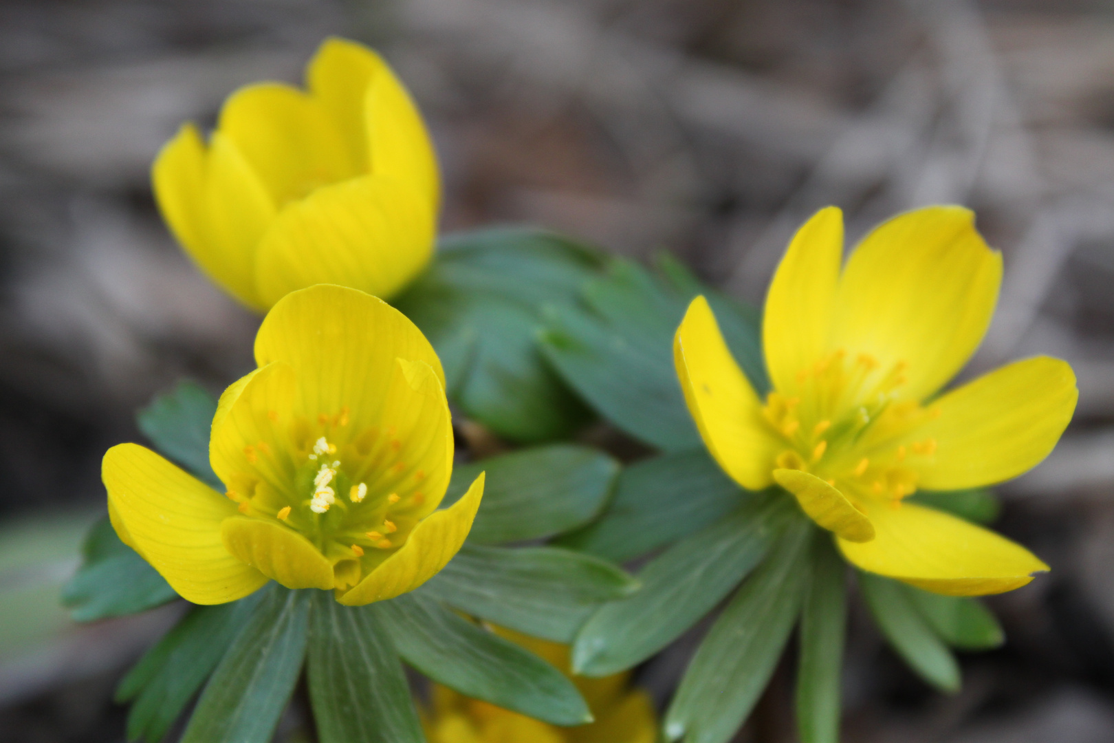 Frühlingsblume