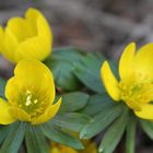 Frühlingsblume