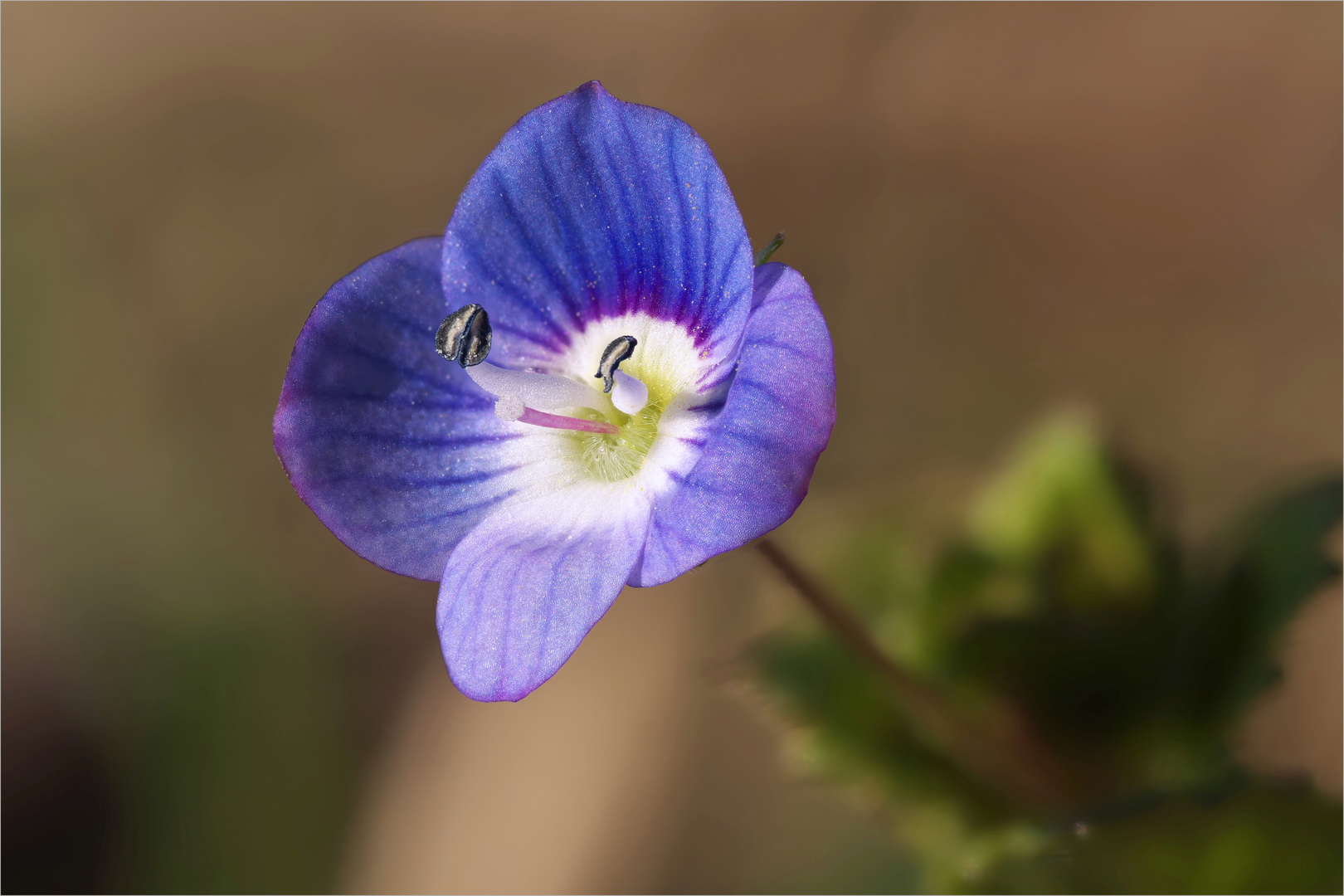 Frühlingsblume