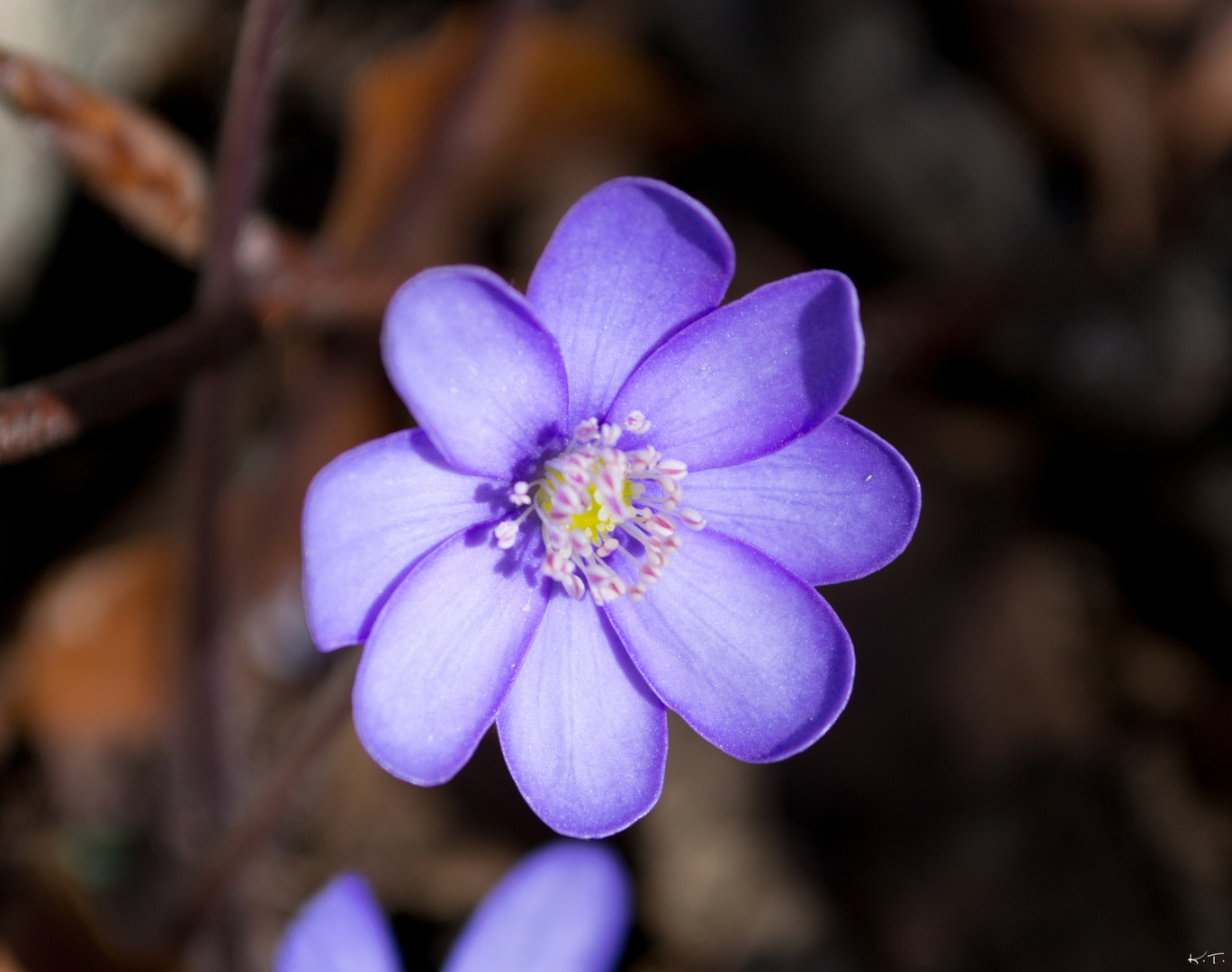 Frühlingsblume