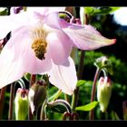 Frühlingsblume