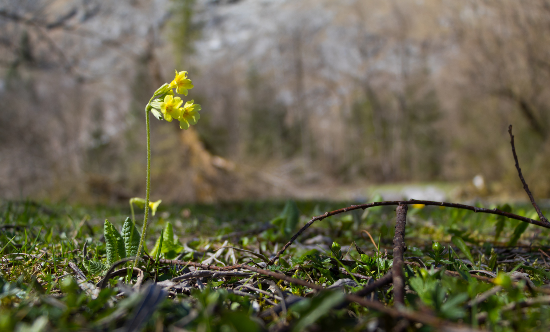 Frühlingsblume