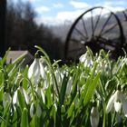 Frühlingsblume