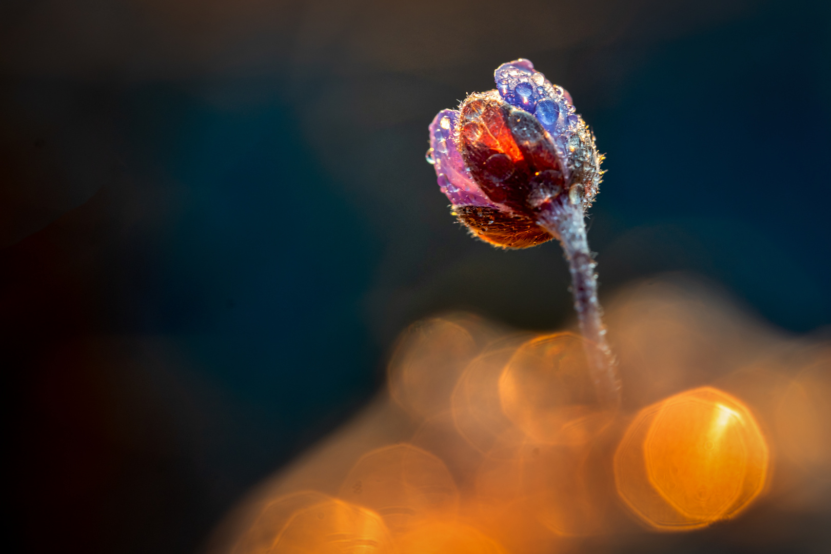 Frühlingsblume