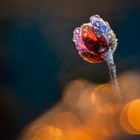 Frühlingsblume