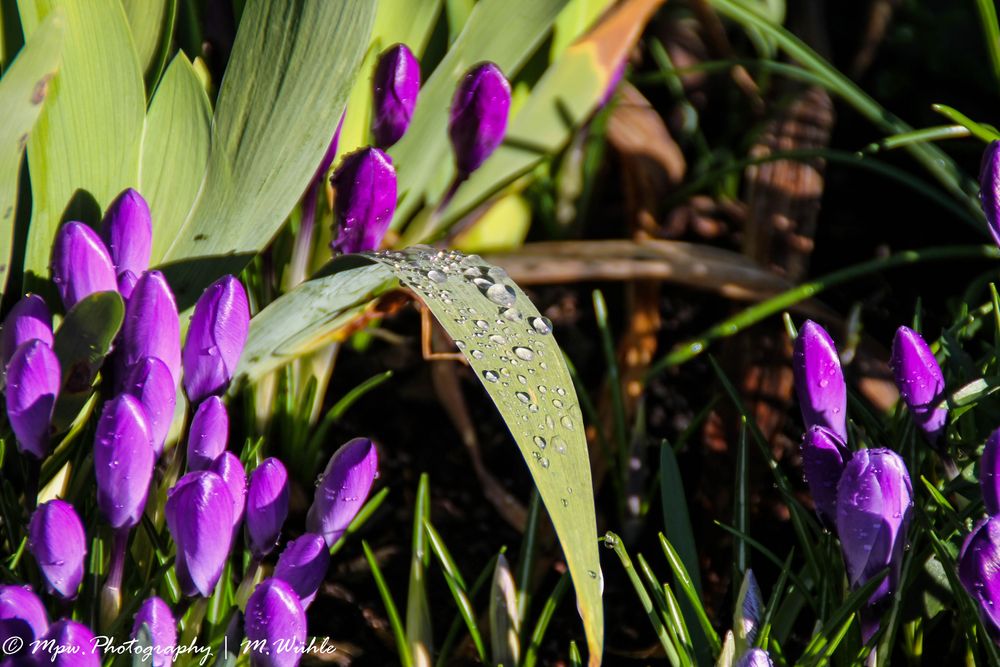 Frühlingsblume